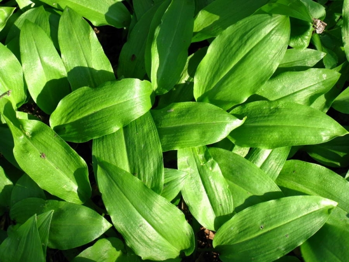 Medvehagyma fesztivál